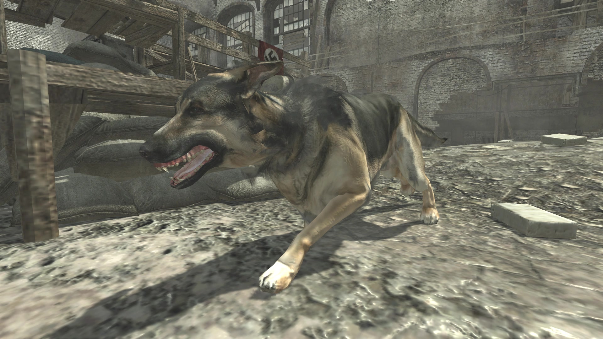 Dog_WaW.jpg