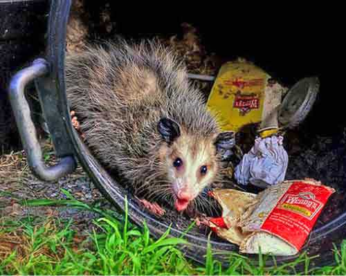 t_opossum_in_trash.jpg