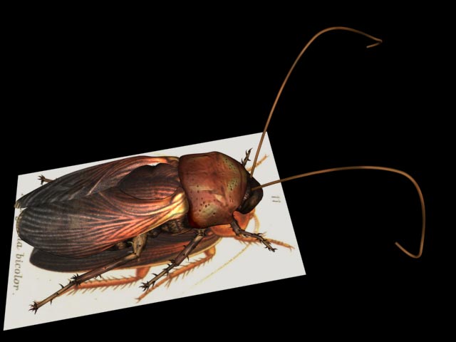 Cockroach Render