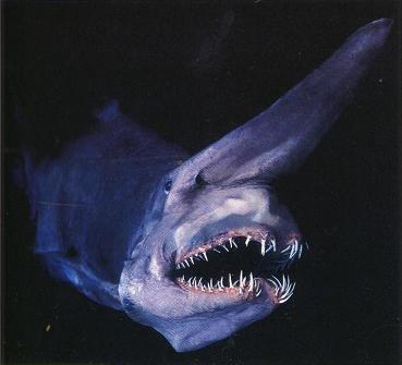 goblin-shark-2.jpg